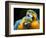 Blue-and-gold Macaws at Zoo Ave Park-Paul Souders-Framed Photographic Print