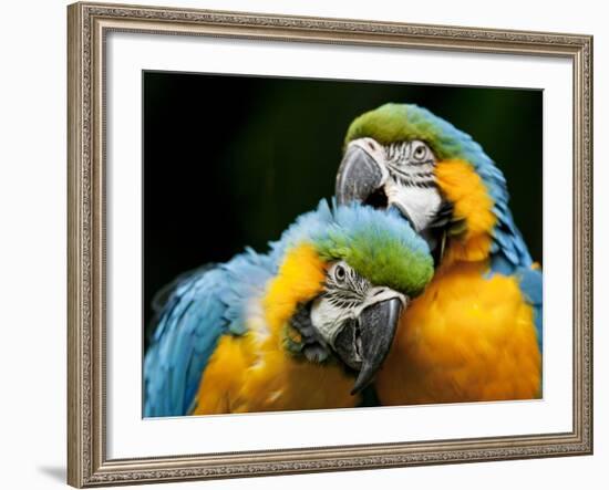 Blue-and-gold Macaws at Zoo Ave Park-Paul Souders-Framed Photographic Print