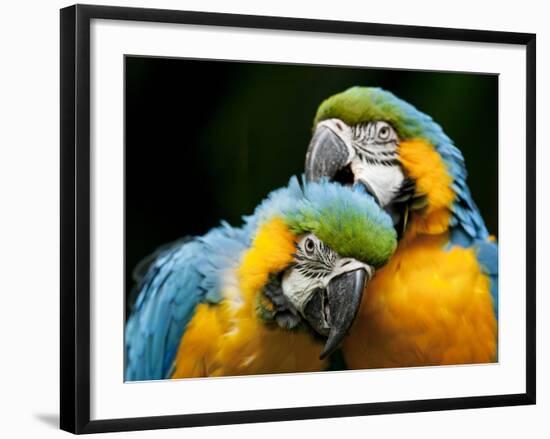 Blue-and-gold Macaws at Zoo Ave Park-Paul Souders-Framed Photographic Print