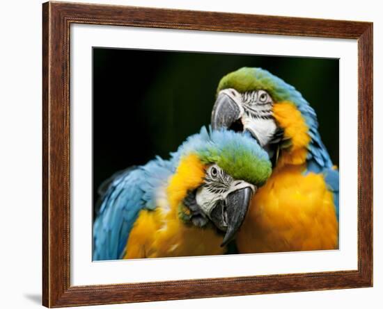 Blue-and-gold Macaws at Zoo Ave Park-Paul Souders-Framed Photographic Print