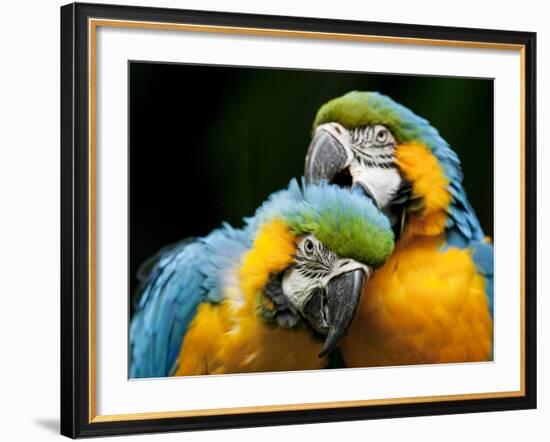 Blue-and-gold Macaws at Zoo Ave Park-Paul Souders-Framed Photographic Print