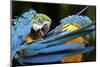 Blue-And-Gold Macaws at Zoo Ave Park-Paul Souders-Mounted Photographic Print