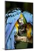 Blue-And-Gold Macaws at Zoo Ave Park-Paul Souders-Mounted Photographic Print
