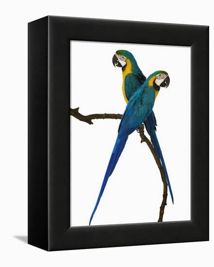 Blue-and-Gold Macaws-Martin Harvey-Framed Premier Image Canvas