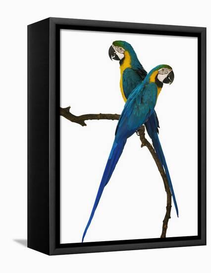 Blue-and-Gold Macaws-Martin Harvey-Framed Premier Image Canvas