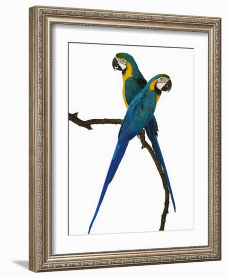 Blue-and-Gold Macaws-Martin Harvey-Framed Photographic Print