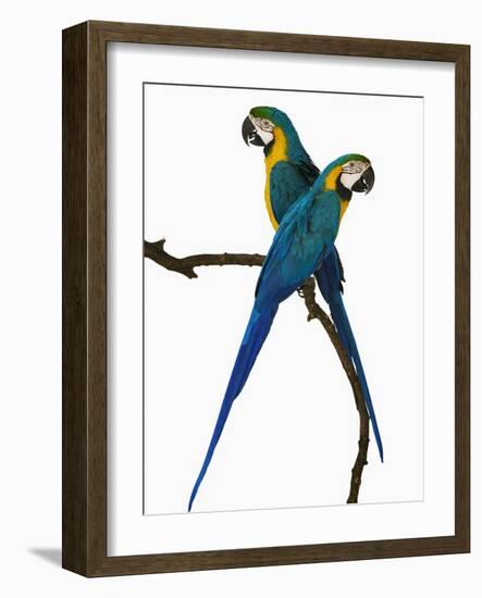 Blue-and-Gold Macaws-Martin Harvey-Framed Photographic Print