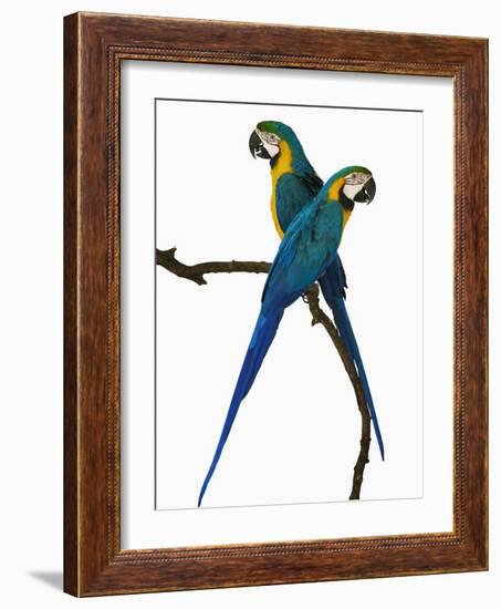 Blue-and-Gold Macaws-Martin Harvey-Framed Photographic Print