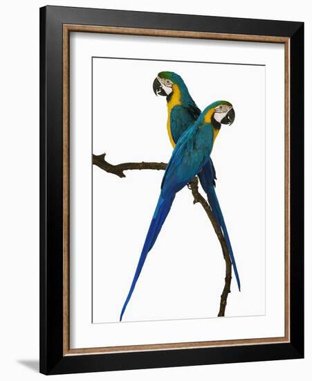 Blue-and-Gold Macaws-Martin Harvey-Framed Photographic Print