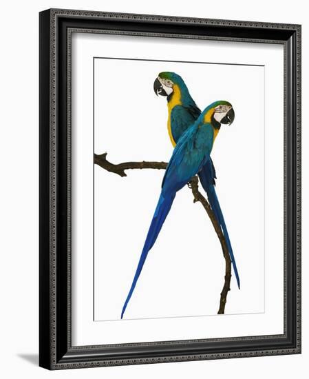 Blue-and-Gold Macaws-Martin Harvey-Framed Photographic Print