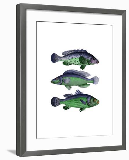 Blue and Green Fish Trio-Fab Funky-Framed Art Print