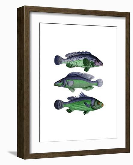 Blue and Green Fish Trio-Fab Funky-Framed Art Print