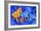 Blue And Orange Fish-Ata Alishahi-Framed Giclee Print