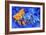 Blue And Orange Fish-Ata Alishahi-Framed Giclee Print