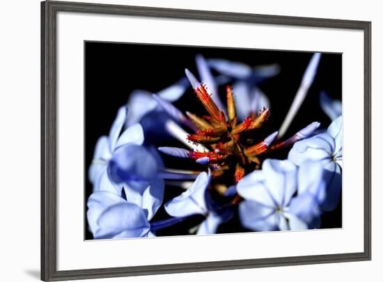 Blue And Orange Flower-Dana Brett Munach-Framed Giclee Print