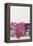 Blue and Pink Tobacco Flowers-Charles Rennie Mackintosh-Framed Premier Image Canvas