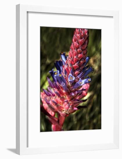 Blue and Red Flower-George Johnson-Framed Photographic Print