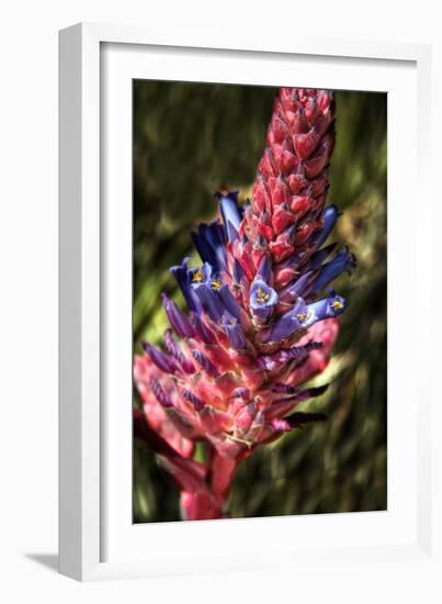 Blue and Red Flower-George Johnson-Framed Photographic Print