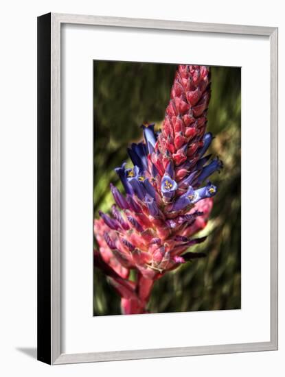 Blue and Red Flower-George Johnson-Framed Photographic Print