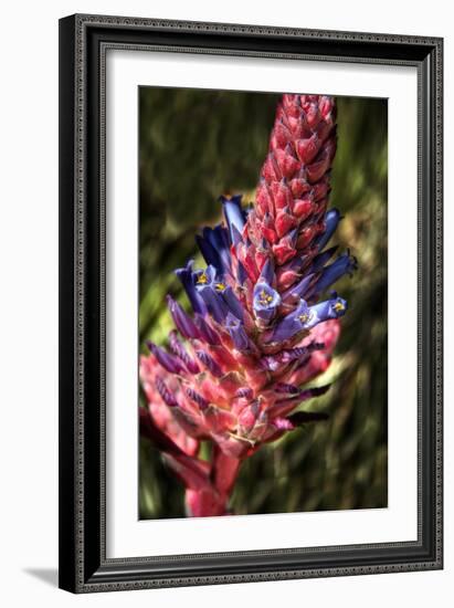 Blue and Red Flower-George Johnson-Framed Photographic Print
