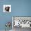 Blue-and-white and black kittens.-Mark Taylor-Photographic Print displayed on a wall