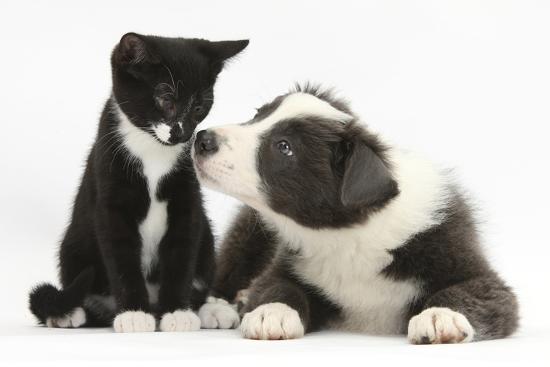 Blue And White Border Collie Puppy And Black And White Tuxedo
