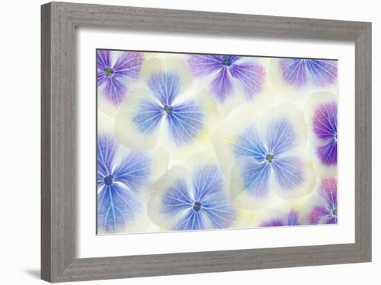 Blue and White Hydrangea Flowers-Cora Niele-Framed Photographic Print