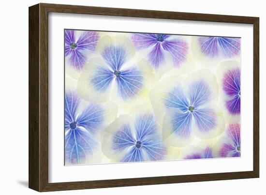 Blue and White Hydrangea Flowers-Cora Niele-Framed Photographic Print