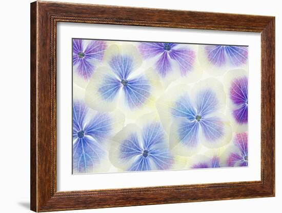 Blue and White Hydrangea Flowers-Cora Niele-Framed Photographic Print