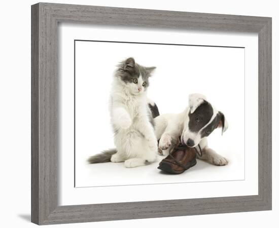 Blue-And-White Jack Russell Terrier Pup, Chewing a Shoe with Playful Blue-And-White Kitten-Mark Taylor-Framed Photographic Print