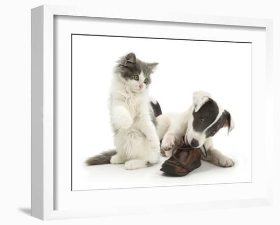 Blue-And-White Jack Russell Terrier Pup, Chewing a Shoe with Playful Blue-And-White Kitten-Mark Taylor-Framed Photographic Print