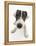 Blue-And-White Jack Russell Terrier Puppy, Scamp-Mark Taylor-Framed Premier Image Canvas