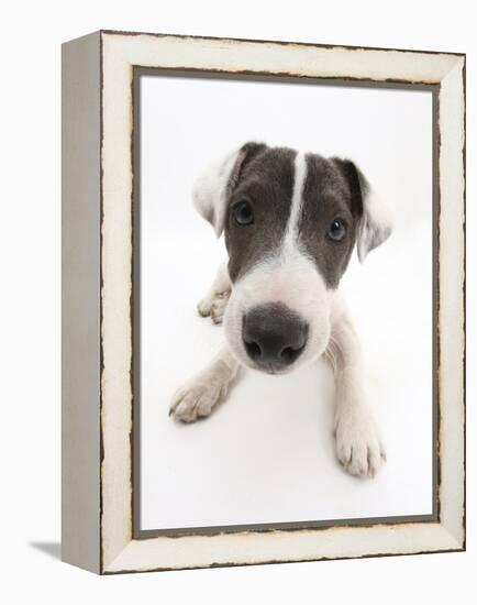 Blue-And-White Jack Russell Terrier Puppy, Scamp-Mark Taylor-Framed Premier Image Canvas