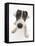 Blue-And-White Jack Russell Terrier Puppy, Scamp-Mark Taylor-Framed Premier Image Canvas