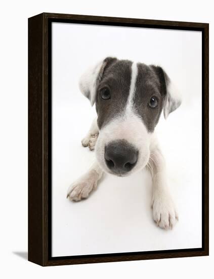 Blue-And-White Jack Russell Terrier Puppy, Scamp-Mark Taylor-Framed Premier Image Canvas