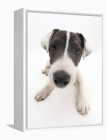 Blue-And-White Jack Russell Terrier Puppy, Scamp-Mark Taylor-Framed Premier Image Canvas