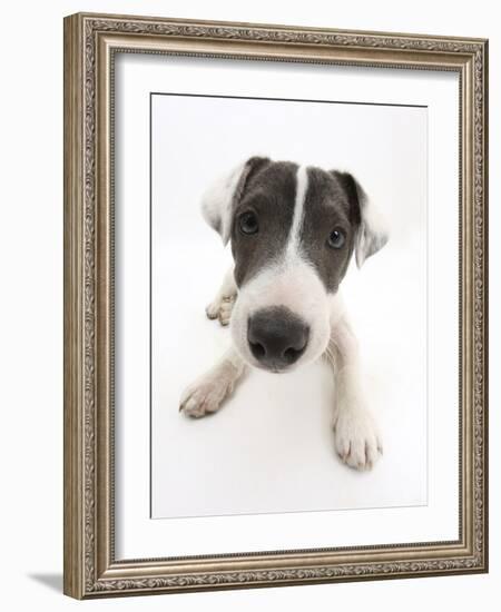 Blue-And-White Jack Russell Terrier Puppy, Scamp-Mark Taylor-Framed Photographic Print