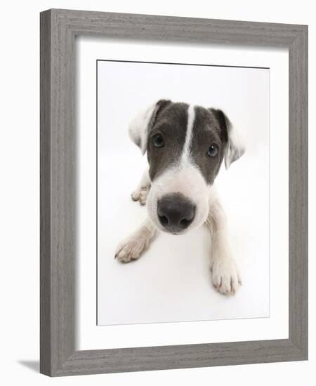 Blue-And-White Jack Russell Terrier Puppy, Scamp-Mark Taylor-Framed Photographic Print