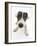 Blue-And-White Jack Russell Terrier Puppy, Scamp-Mark Taylor-Framed Photographic Print