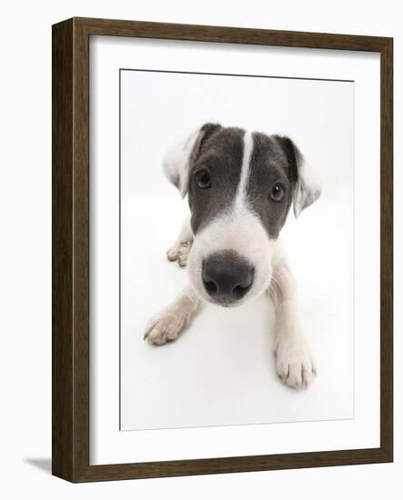 Blue-And-White Jack Russell Terrier Puppy, Scamp-Mark Taylor-Framed Photographic Print