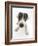 Blue-And-White Jack Russell Terrier Puppy, Scamp-Mark Taylor-Framed Photographic Print