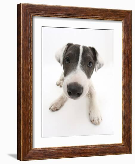 Blue-And-White Jack Russell Terrier Puppy, Scamp-Mark Taylor-Framed Photographic Print