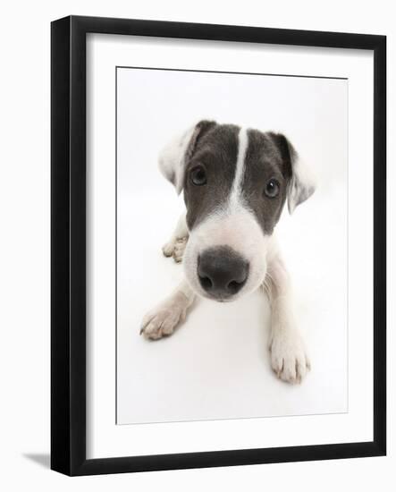 Blue-And-White Jack Russell Terrier Puppy, Scamp-Mark Taylor-Framed Photographic Print