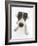 Blue-And-White Jack Russell Terrier Puppy, Scamp-Mark Taylor-Framed Photographic Print