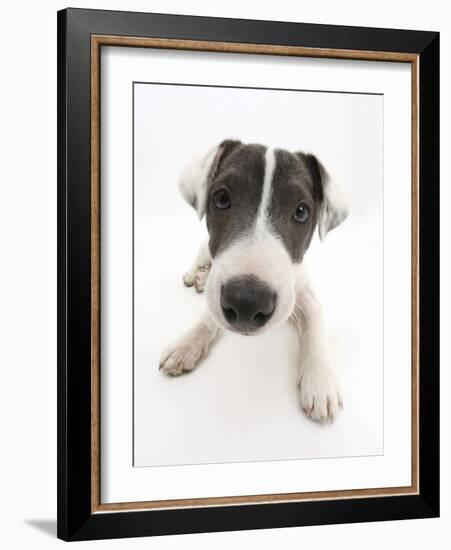 Blue-And-White Jack Russell Terrier Puppy, Scamp-Mark Taylor-Framed Photographic Print