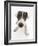 Blue-And-White Jack Russell Terrier Puppy, Scamp-Mark Taylor-Framed Photographic Print