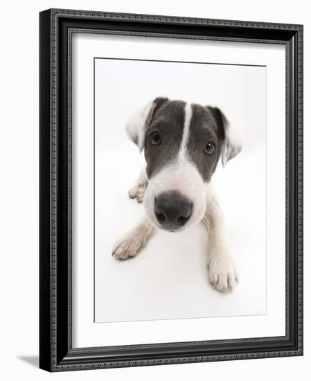 Blue-And-White Jack Russell Terrier Puppy, Scamp-Mark Taylor-Framed Photographic Print