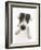 Blue-And-White Jack Russell Terrier Puppy, Scamp-Mark Taylor-Framed Photographic Print