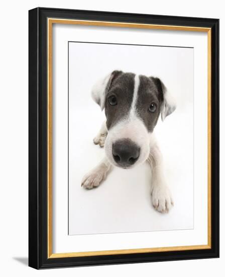 Blue-And-White Jack Russell Terrier Puppy, Scamp-Mark Taylor-Framed Photographic Print