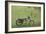 Blue and White Motorcycle at the Golf Course-null-Framed Art Print